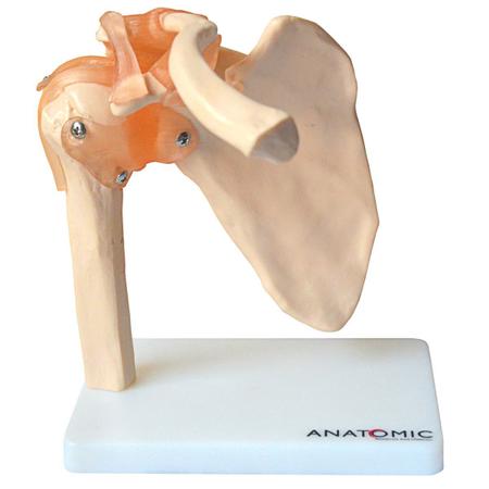 Imagem de Ombro com Articulação Modelo Anatômico com Suporte