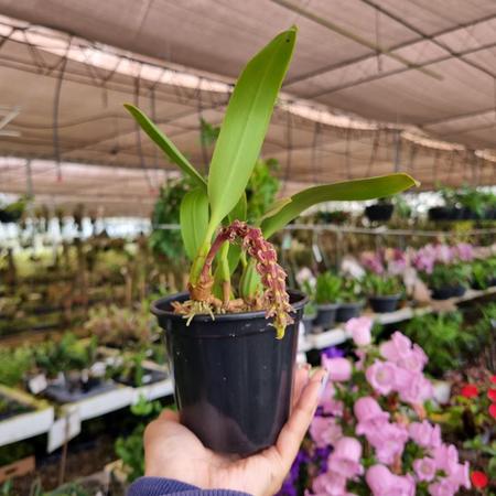 Imagem de Orquidea Bulbophyllum Saurocephalum Planta Adulta Rara Linda