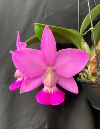 Imagem de Orquídea Cattleya walkeriana "tipo" 