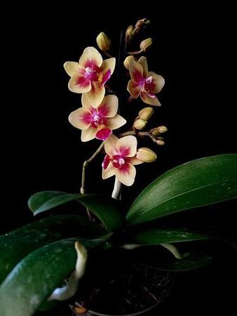 Imagem de Orquídea Phalaenopsis Mini Flor Amarela, Planta Adulta