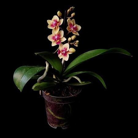 Imagem de Orquídea Phalaenopsis Mini Flor Amarela, Planta Adulta