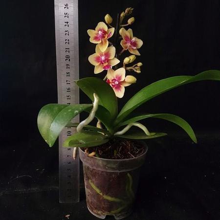 Imagem de Orquídea Phalaenopsis Mini Flor Amarela, Planta Adulta