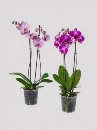 Orquídea phalaenopsis - Veiling holambra - Flor e Planta Artificial -  Magazine Luiza