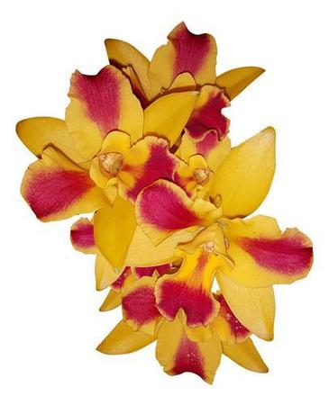 Imagem de Orquídea Potinara Burana Beauty Burana Planta Adulta Flor