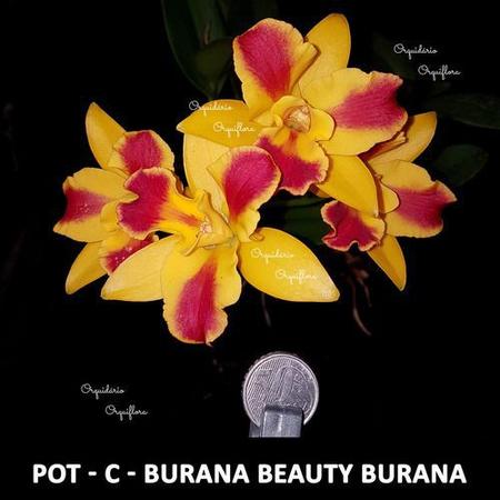 Imagem de Orquídea Potinara Burana Beauty Burana Planta Adulta Flor