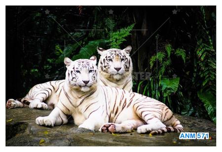 quadro tigre branco casal para decoração 3 peças