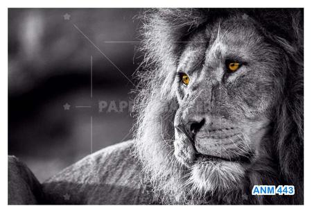 Papel De Parede 3D Animais Tigre Rosto Olhando 3,5M Anm557 - Você Decora -  Papel de Parede - Magazine Luiza