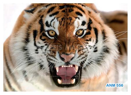 Papel De Parede 3D Animais Tigre Rosto Bravo 3,5M Anm556 - Você