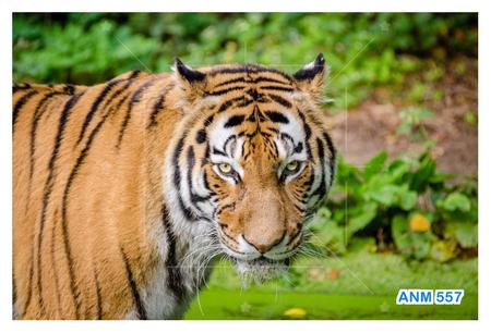 WANGC Papel de parede 3D personalizado com animais de tigre 3D