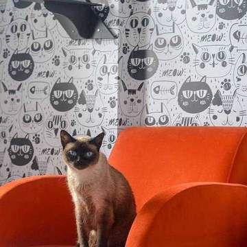 Papel d Parede Adesivo Vinil Fosco Animais 30 Gatinhos Fofos