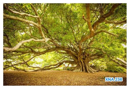 Papel De Parede Floresta Árvore Gigante Folha 3,5M Xna236 - Você Decora Imagem de Papel De Parede Floresta Árvore Gigante Folha 3,5M Xna236
