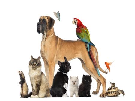 Imagem de Papel De Parede Pets Cão Gato Papagaio 3D Anm111