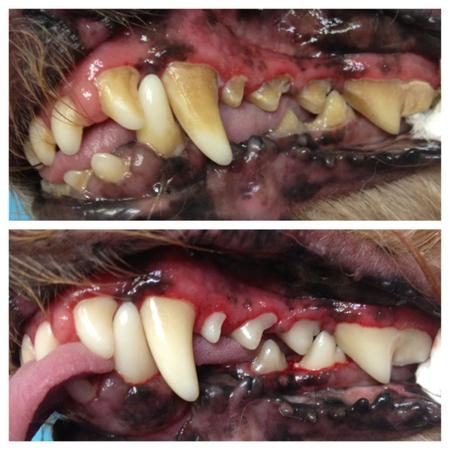 Imagem de Pasta Dental Gatos e Cães Defengy OC 80g - Nutripharme