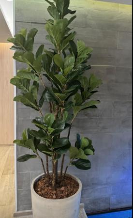 Imagem de Planta ficus lyrata artificial 1.50mt sem o vaso