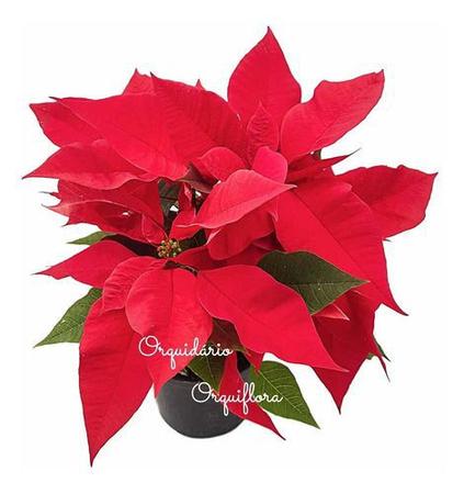 Planta Natural Flor Do Natal Bico-de-Papagaio Poinsétia Envasada Alta Qualidade Jardinagem - Orquiflora Imagem de Planta Natural Flor Do Natal Bico-de-Papagaio Poinsétia Envasada Alta Qualidade Jardinagem
