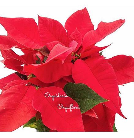 Planta Natural Flor Do Natal Bico-de-Papagaio Poinsétia Envasada Alta Qualidade Jardinagem - Orquiflora Imagem de Planta Natural Flor Do Natal Bico-de-Papagaio Poinsétia Envasada Alta Qualidade Jardinagem