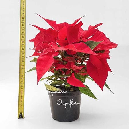 Planta Natural Flor Do Natal Bico-de-Papagaio Poinsétia Envasada Alta Qualidade Jardinagem - Orquiflora Imagem de Planta Natural Flor Do Natal Bico-de-Papagaio Poinsétia Envasada Alta Qualidade Jardinagem