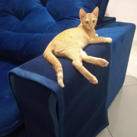 Imagem de Protetor Para Sofa Gatos  2 Unidades