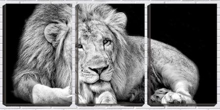 Quadro canvas 30x66 leão pb deitado fundo preto - Crie Life Imagem de Quadro canvas 30x66 leão pb deitado fundo preto