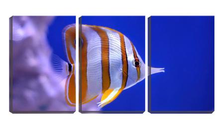 Quadro Decorativo 30x66 peixe ornamental no mar - Crie Life Imagem de Quadro Decorativo 30x66 peixe ornamental no mar