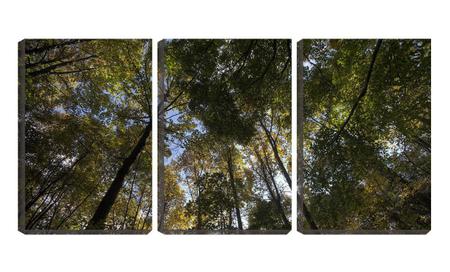 Imagem de Quadro Decorativo 45x96 copas de árvores vista de baixo