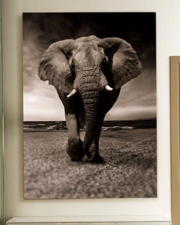 Imagem de Quadro Decorativo Elefante Canvas 50x70 - Foto Paulista