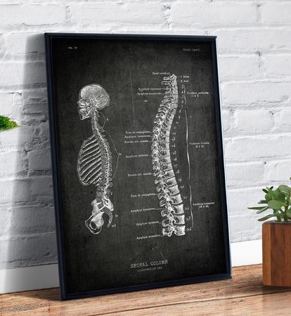 Imagem de Quadro Decorativo Esqueleto Anatomia Coluna Desenho