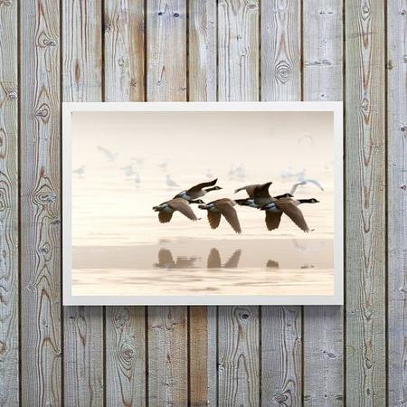 Imagem de Quadro Decorativo Fotografia Patos Selvagens 24x18cm