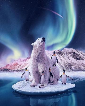 D0583 tecido e cartaz de seda do filme polar decoração de arte