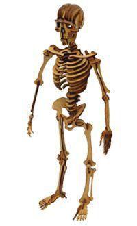 Imagem de Quebra cabeça 3d - esqueleto humano em madeira(mdf)