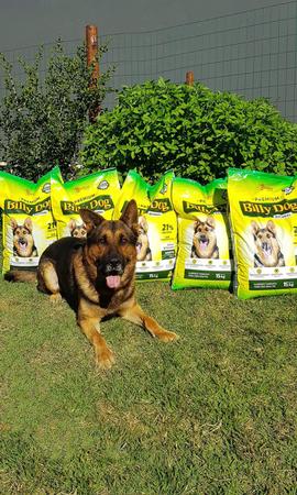 Imagem de Ração Para Cachorro Billy Dog Premium Carne e Cereais - 8kg