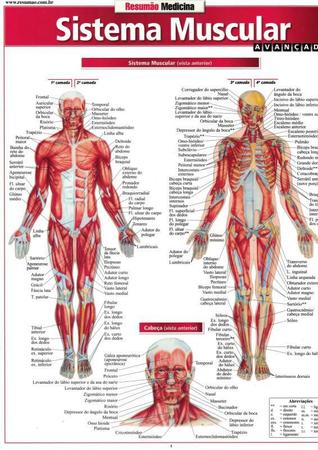 Imagem de Resumao - medicina - sistema muscular avancado