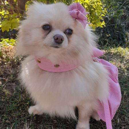 Imagem de roupa para cachorro vestido pet coleira com guia rosa barbie