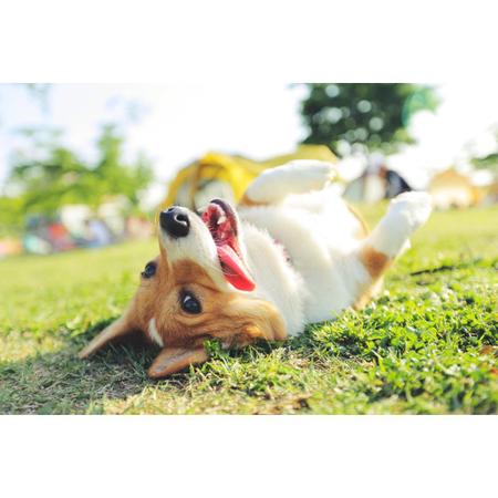 Imagem de Royal Canin Hepatic Insuficiência Hepática Crônica 10.1kg