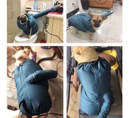 Imagem de Secador De Cachorro Pet Banho Roupa Saco Dog Dryer Tosa