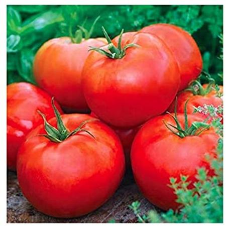 Sementes (220) de Tomate Rasteiro Rio Grande Isla Ref. 265 Imagem de Sementes (220) de Tomate Rasteiro Rio Grande Isla Ref. 265