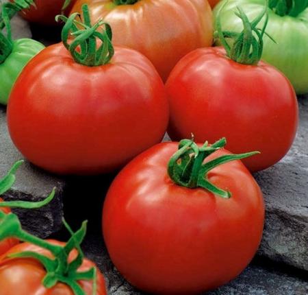 Sementes (220) de Tomate Rasteiro Rio Grande Isla Ref. 265 Imagem de Sementes (220) de Tomate Rasteiro Rio Grande Isla Ref. 265