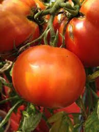 Sementes (220) de Tomate Rasteiro Rio Grande Isla Ref. 265 Imagem de Sementes (220) de Tomate Rasteiro Rio Grande Isla Ref. 265