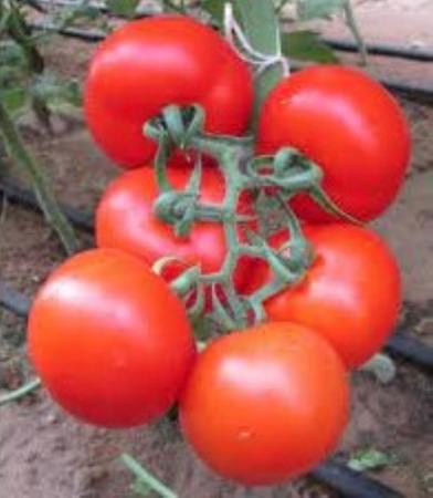 Sementes (220) de Tomate Rasteiro Rio Grande Isla Ref. 265 Imagem de Sementes (220) de Tomate Rasteiro Rio Grande Isla Ref. 265