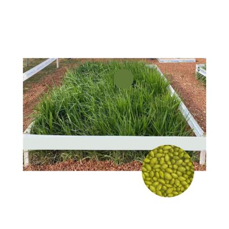 Imagem de Sementes Brachiaria Hibrida Camello 1kg