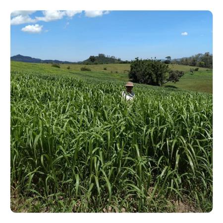 Imagem de Sementes de Capim Colonião MG12 Paredão VC76 - 9kg