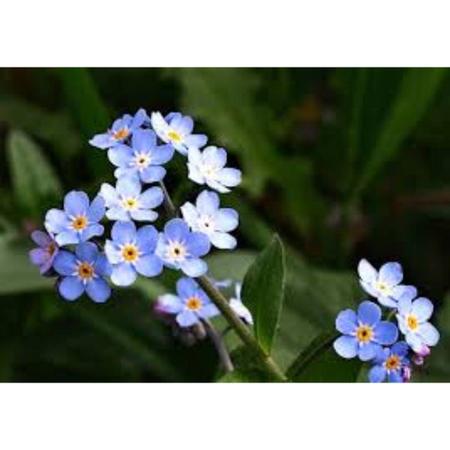 Imagem de Sementes de Myosotis Índigo Azul TOPSEED