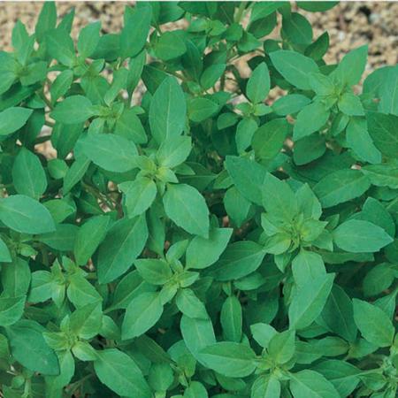 Sementes Manjeric o Basil Basilic o Folha Fina TOPSEED