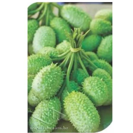 Sementes Maxixe (700mg) Original ISLA Imagem de Sementes Maxixe (700mg) Original ISLA