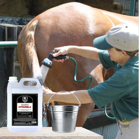 Cavalo toma banho em lava a jato de Goiânia com direito a shampoo