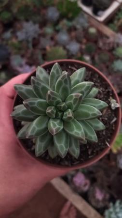 Imagem de Suculenta Pachyphytum  Compactuam ou Diamante