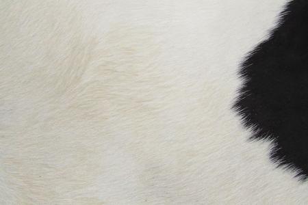 Imagem de Tapete de couro. Pele em formato natural. L 2,00 x C 2,10 m. Preto e branco. Ref. P1433