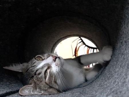Tunel para gatos, Gabinetes para gatos de interior, barraca de