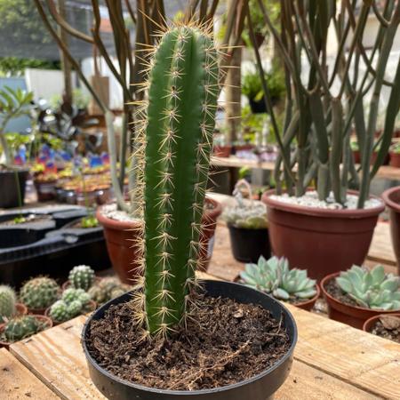 Cacto Verde - Jiboia - 10 melhores plantas para escritório - Blog Natureza em Casa