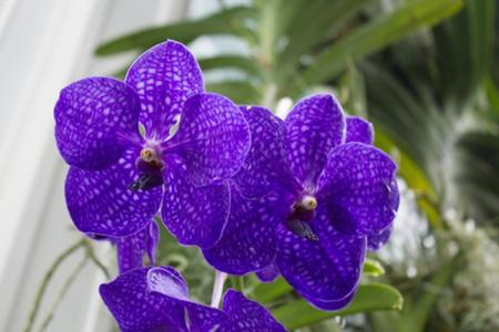 Uma Muda Orquídea Vanda Linda Top De Linha - Ta na Mão - Muda